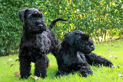 Leif och Loki
